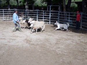 Sheep16 14