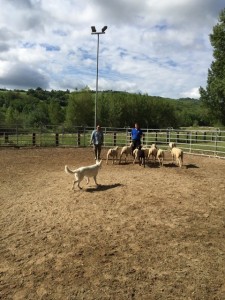 Sheep16 35 