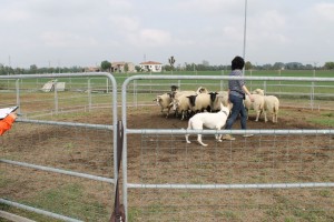 sheep19  