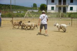 Chuck Bpolar Bear di casa Praderio