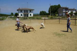 Chuck Bpolar Bear di casa Praderio
