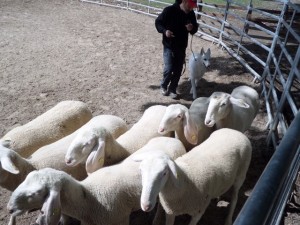 Sheep16 31 
