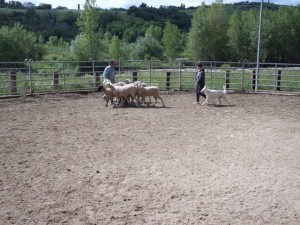 Sheep16 32 