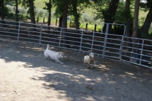 Sheep16 33 