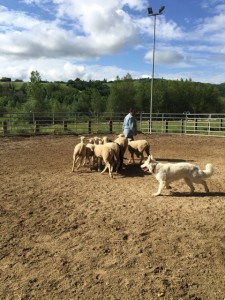 Sheep16 34 