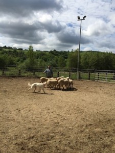 Sheep16 36 