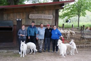 Sheep16 40 
