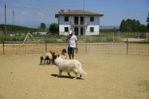 Sinte Gleska della Corte dei Delfini Biachi
