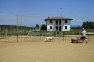 Sinte Gleska della Corte dei Delfini Biachi