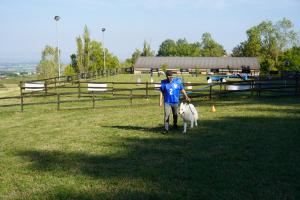 Majestic's New Generation Di Robertino D'Angelo